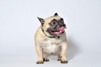 Picture of French Bulldog