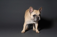 Picture of French Bulldog