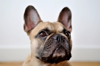 Picture of French Bulldog