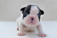 Picture of French Bulldog