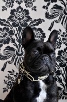 Picture of French Bulldog