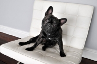 Picture of French Bulldog