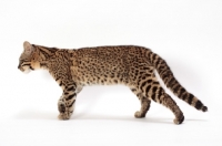 Picture of Geoffroy's cat side view, Golden Spotted Tabby