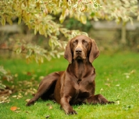 Picture of German Pointer lying on grass