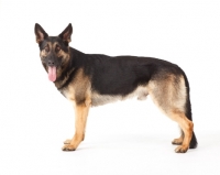 Picture of German Shepherd Dog