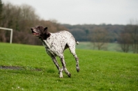 Picture of German Shorthaired Pointer (GSP) running