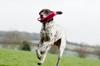 Picture of German Shorthaired Pointer playing