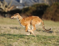 Picture of gold dog running in countryside