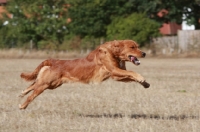 Picture of Golden retriever at full speed