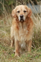 Picture of Golden Retriever, front view