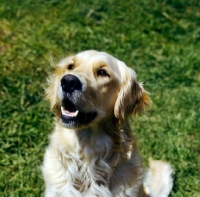 Picture of golden retriever head portrait