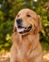 Picture of Golden Retriever head study, looking away