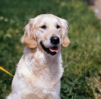 Picture of golden retriever head study