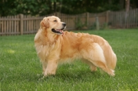 Picture of Golden Retriever in garden