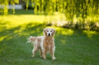 Picture of Golden Retriever in garden