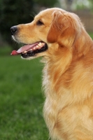 Picture of Golden Retriever in profile