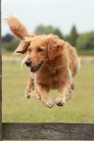 Picture of Golden retriever jumping fence