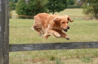 Picture of Golden retriever jumping fence