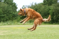 Picture of Golden Retriever jumping into air