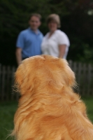 Picture of Golden Retriever looking at people