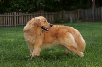 Picture of Golden Retriever, looking back