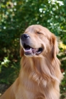 Picture of Golden Retriever looking content