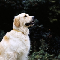 Picture of golden retriever looking up hopefully