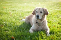 Picture of Golden Retriever lying down in grass