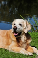 Picture of Golden Retriever lying down, looking away