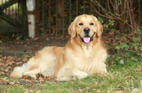 Picture of Golden Retriever lying down