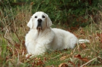 Picture of Golden Retriever lying on high grass