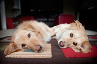 Picture of Golden Retriever mixed breed and Corgi mixed breed