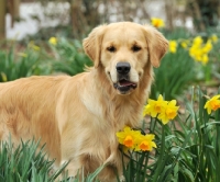 Picture of Golden Retriever near daffodils