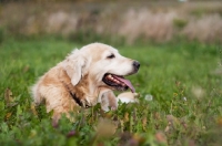 Picture of Golden Retriever outdoors, lying down in field