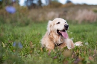 Picture of Golden Retriever outdoors, lying down in grass