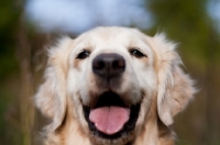 Picture of Golden Retriever outdoors, portrait