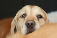 Picture of Golden Retriever portrait