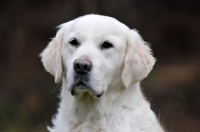 Picture of Golden Retriever portrait