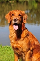 Picture of Golden Retriever portrait