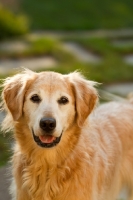 Picture of Golden Retriever portrait