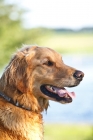 Picture of golden retriever portrait