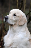 Picture of Golden Retriever portrait