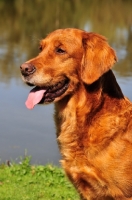 Picture of Golden Retriever portrait