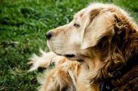 Picture of golden retriever profile