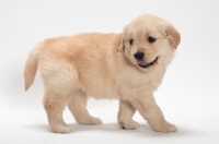 Picture of Golden Retriever puppy walking