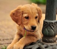 Picture of Golden Retriever puppy