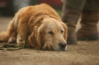 Picture of Golden Retriever resting