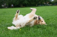 Picture of Golden Retriever rolling