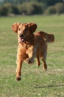 Picture of Golden Retriever running free