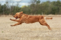 Picture of Golden Retriever running free